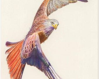 Red Kite archival Giclee Art Print: Hand Drawn Artwork - Wall Decor for bird of prey enthusiasts, Bird Lover Gift