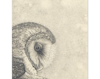 May include: A detailed pencil drawing of a barn owl, rendered in shades of gray and white. The owl's head is turned to the side, showcasing its distinctive facial disc and large, dark eye. The artwork has a soft, textured appearance.