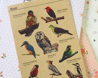 Może przedstawiać: Brązowa kartka papieru z ilustracjami różnych ptaków. Na kartce widnieje napis "Bird" u góry, a pod ilustracjami znajdują się nazwy poszczególnych ptaków. Ptaki to: jastrząb gołębiarz, puszczyk, zimorodek, rudzik japoński, gołąb zielony japoński i muchołówka szara.