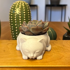 Könnte beinhalten: Ein weißer, katzenförmiger Pflanztopf mit einer Sukkulentenpflanze mit grünen und rotbraunen Blättern. Der Pflanztopf steht auf einer Holzoberfläche. Im Hintergrund befinden sich weitere dekorative Pflanzen, darunter ein grüner Kaktus und eine Bogenhanf.