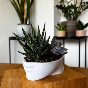Peut inclure: Un pot en céramique blanc texturé avec un design torsadé unique, contenant un arrangement de succulentes. L'arrangement comprend une plante zébrée et une succulente bleu-vert. Le pot repose sur un bloc de bois, avec d'autres plantes en pot en arrière-plan.