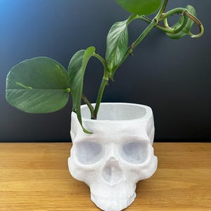 Könnte beinhalten: Weißer Keramik-Schädel-Pflanztopf mit einer grünen Pflanze, die aus der Oberseite wächst.