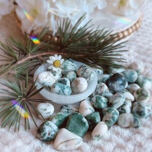 2 Tree Agate tumble stone healing tree agate smooth stone