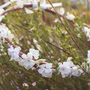 ivory rustic flower crown, bridal crown, Flower crown, rustic head wreath, wedding headband, bridal hair, wedding crown image 8