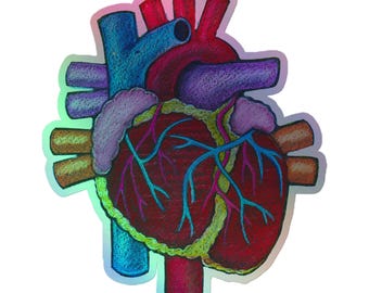 3", 4", 5.5" Hand Drawn Anatomical Human Heart Sketch Pop Felix Designer Holographic Stickers