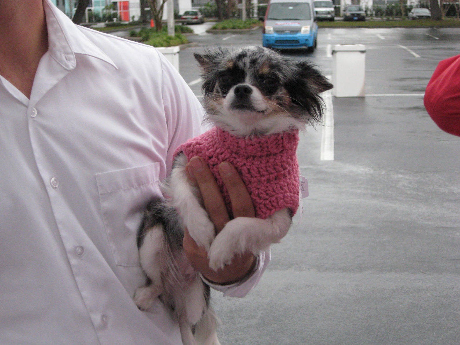 Dog Sweater Xs Dog Sweater Sm Dog Sweater Dog Sweater in Etsy