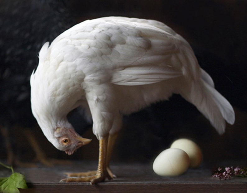 Fine Art Photography of a White Hen by Lucy Snowe. COME CHECK OUT these gorgeous Etsy handmade decor finds for the home!