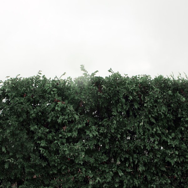 Large Canvas Landscape  Wild Hedge in the Rain