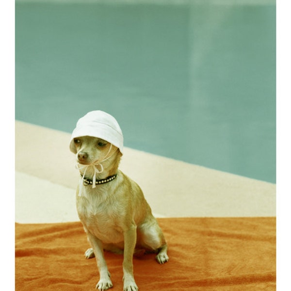 Chihuahua Photo at  Mid Century Pool