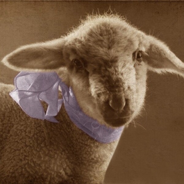 Custom Size RESERVED for Mary Sheep French Country Nursery Easter Decor with a Lavender Ribbon  8x10