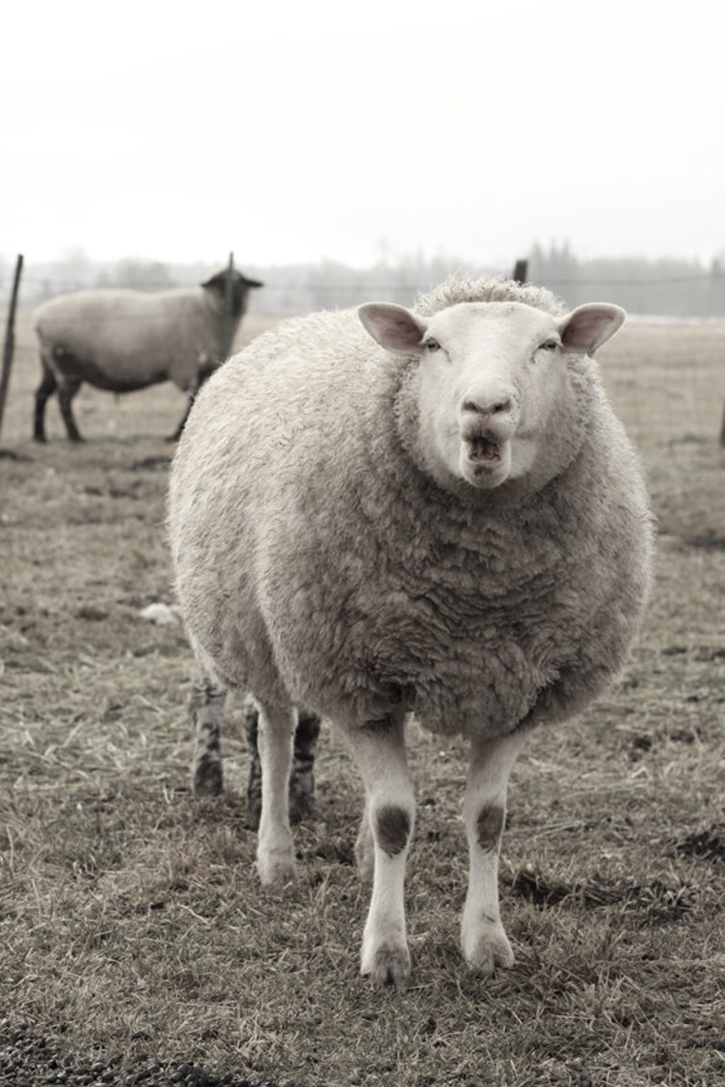 Sheep Photography Sheep Animal Photography Ewe Black and White - Lucy Snowe. COME CHECK OUT these gorgeous Etsy handmade decor finds for the home!