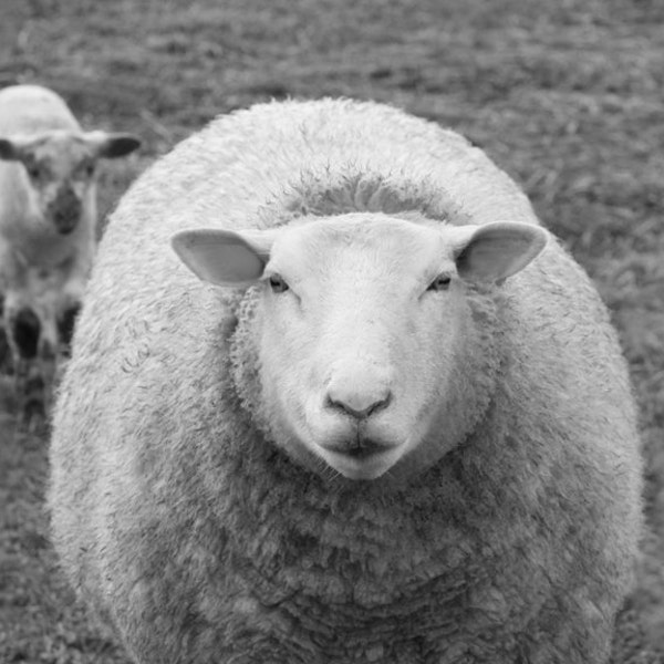 Sheep Photography Sheep Animal Photography