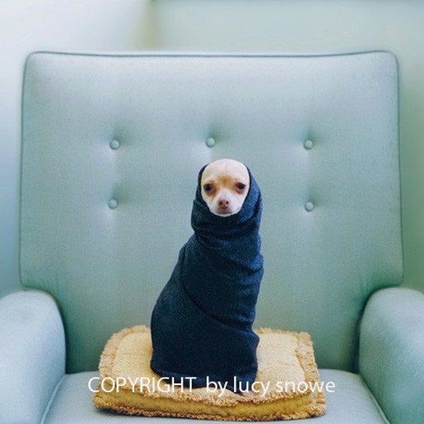 Fine Art Photography Chihuahua Photograph of PINKY NOVAK  in mid century chair 8x10 Fine Art Photograph