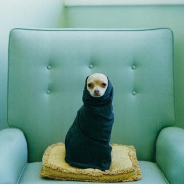 CHIHUAHUA IN A SCARF  FIVE CARDS