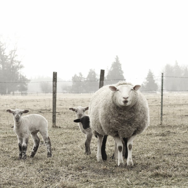 Sheep Photography Animal Photo of Ewe and  Lambs Animal Photography