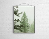 Nature Photography Nature Landscape Spring Forest Landscape Photograph of  Tamarack Trees in the Mist