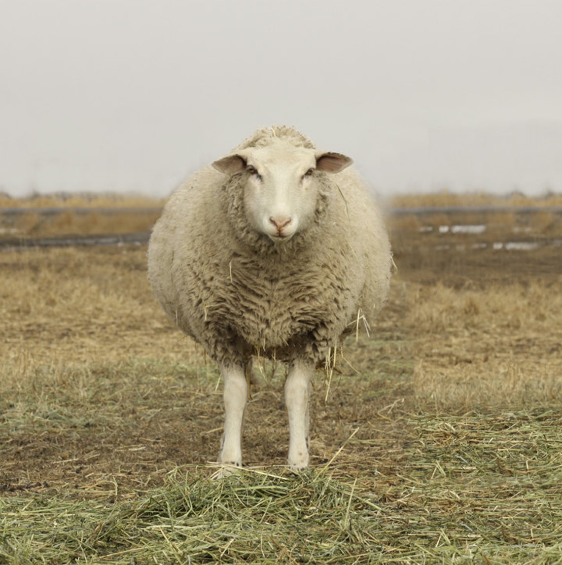 Sheep Photography Animal Photo of Ewe and Lambs Animal Etsy