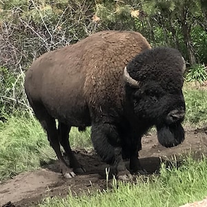 Bison in Custer State Park, South Dakota