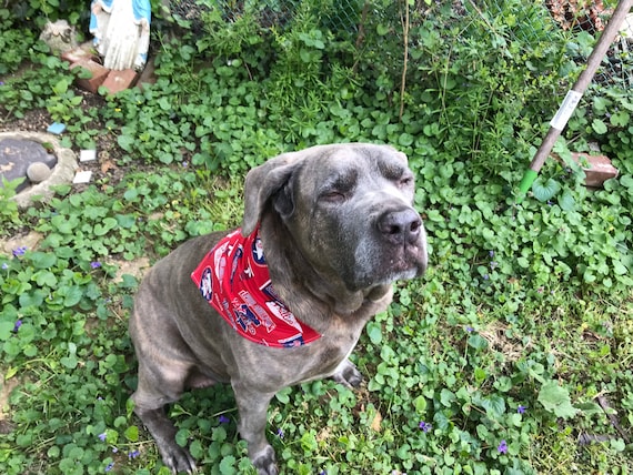 Phillies bandana clearance