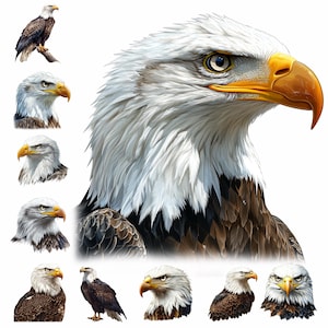 Bald Eagle Clipart Bundle: Majestic American Eagle Art (Digital Download, 300 DPI, PNG Files)