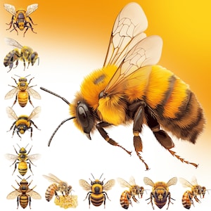 Bee Clipart | Vibrant Bee Clipart Bundle | 10 High-Quality Designs | Insect Art | Printables | Commercial Use
