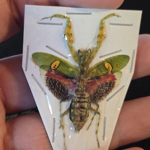Jeweled Flower Mantis Specimen Small Spread