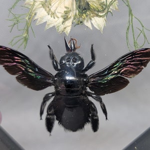 May include: A preserved black carpenter bee with iridescent wings, displayed in a clear frame with dried flowers.