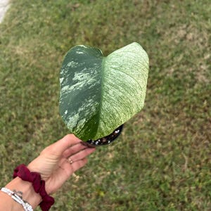 May include: A single heart-shaped Monstera leaf featuring variegated patterns of deep forest green and creamy white. The leaf is attached to a small black plastic nursery pot containing dark soil and white perlite particles.