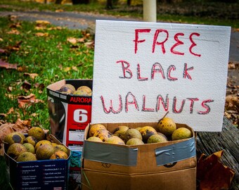 Free Black Walnuts:  Digital Photography Download