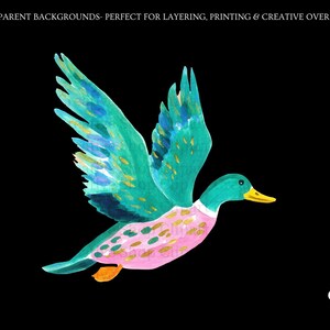 Op de afbeelding: Een aquarelillustratie van een vliegende eend met blauwgroene vleugels met gouden accenten, een roze borst met gouden stippen en een gele snavel. De tekst bovenaan luidt: TRANSPARENT BACKGROUNDS- PERFECT FOR LAYERING, PRINTING & CREATIVE OVERLAYS.