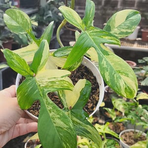 Philodendron Florida Beauty, Plants , Live Plants, Variegated, Homeplants