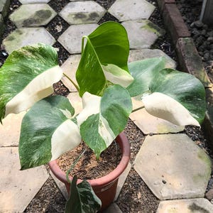 Monstera Albo Variegated Plant - Green & White Leaves, Low Light Indoor Tropical Houseplant, Easy Care, Indirect Sunlight Friendly