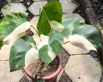 Monstera Albo panaché : plante d'intérieur verte et blanche