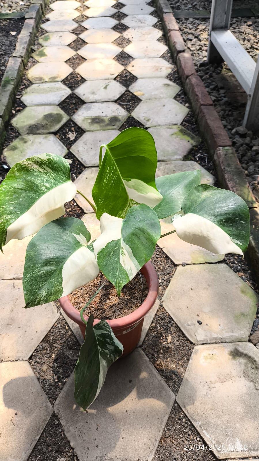 Monstera deliciosa variegata - Etsy 日本