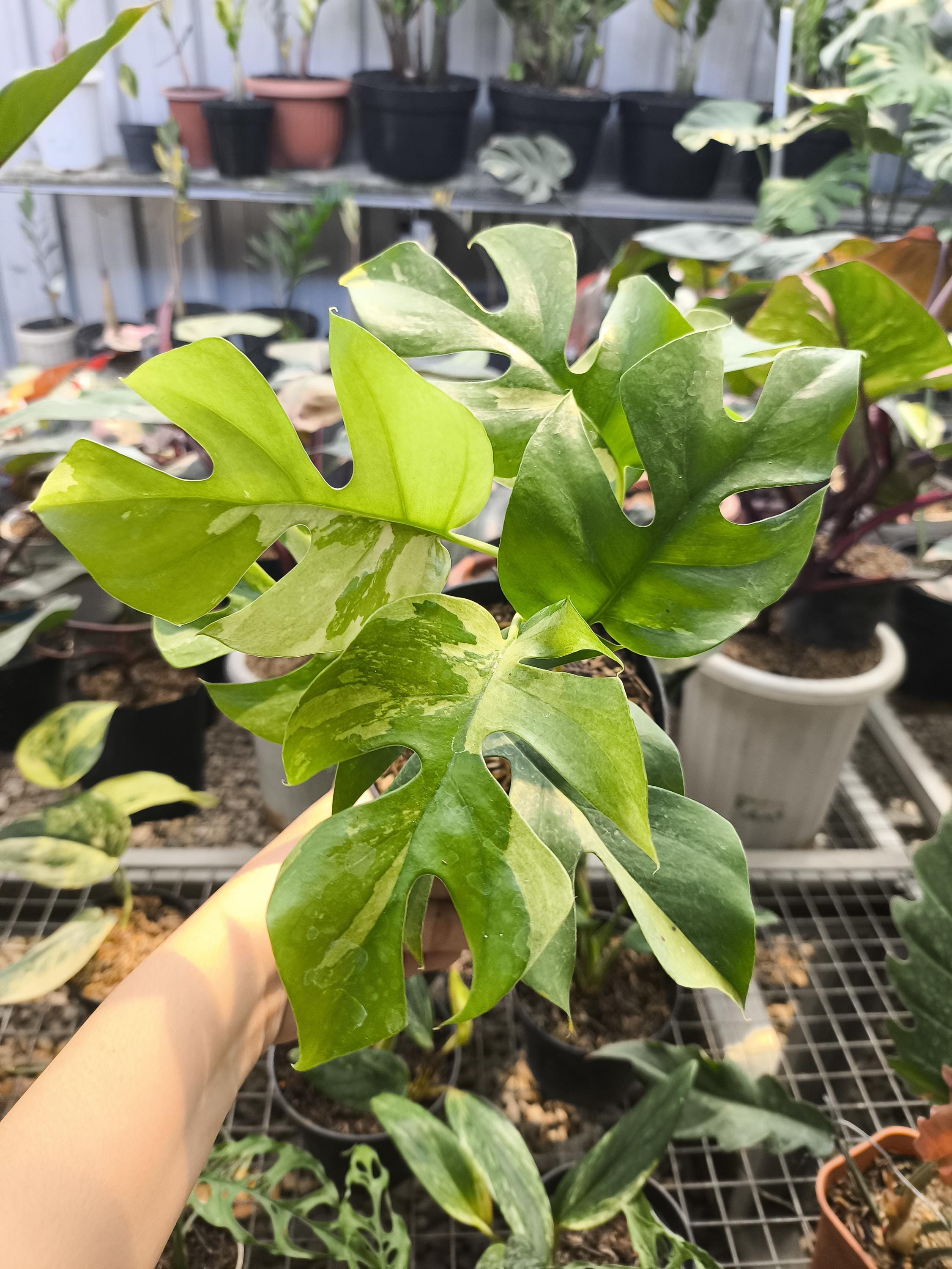 Variegated rhaphidophora - Etsy 日本