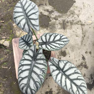Zeldzame bonte Alocasia Silver Dragon: exotische tropische kamerplant