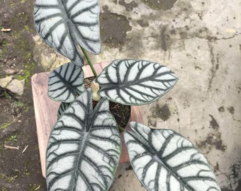 Rzadka pstrokata alocasia silver dragon: egzotyczna tropikalna roślina doniczkowa