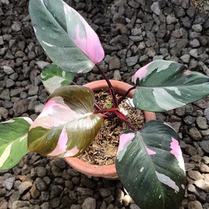 Pink Princess Philodendron Seeds - Etsy Israel