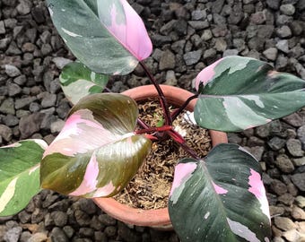 Mutation Philodendron Pink Princess Galaxy - Rares graines de coupe de plantes vivantes panachées Philodendron Plantes d'intérieur d'intérieur