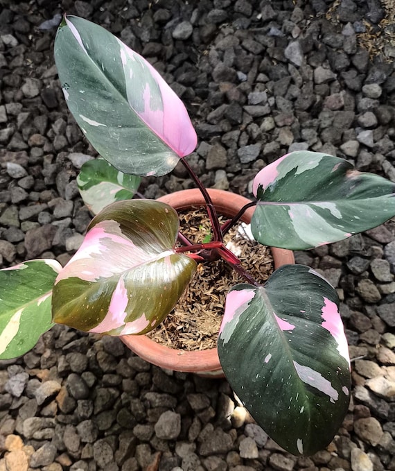 pothos neon Pothos 'Neon' Live Plant, 4