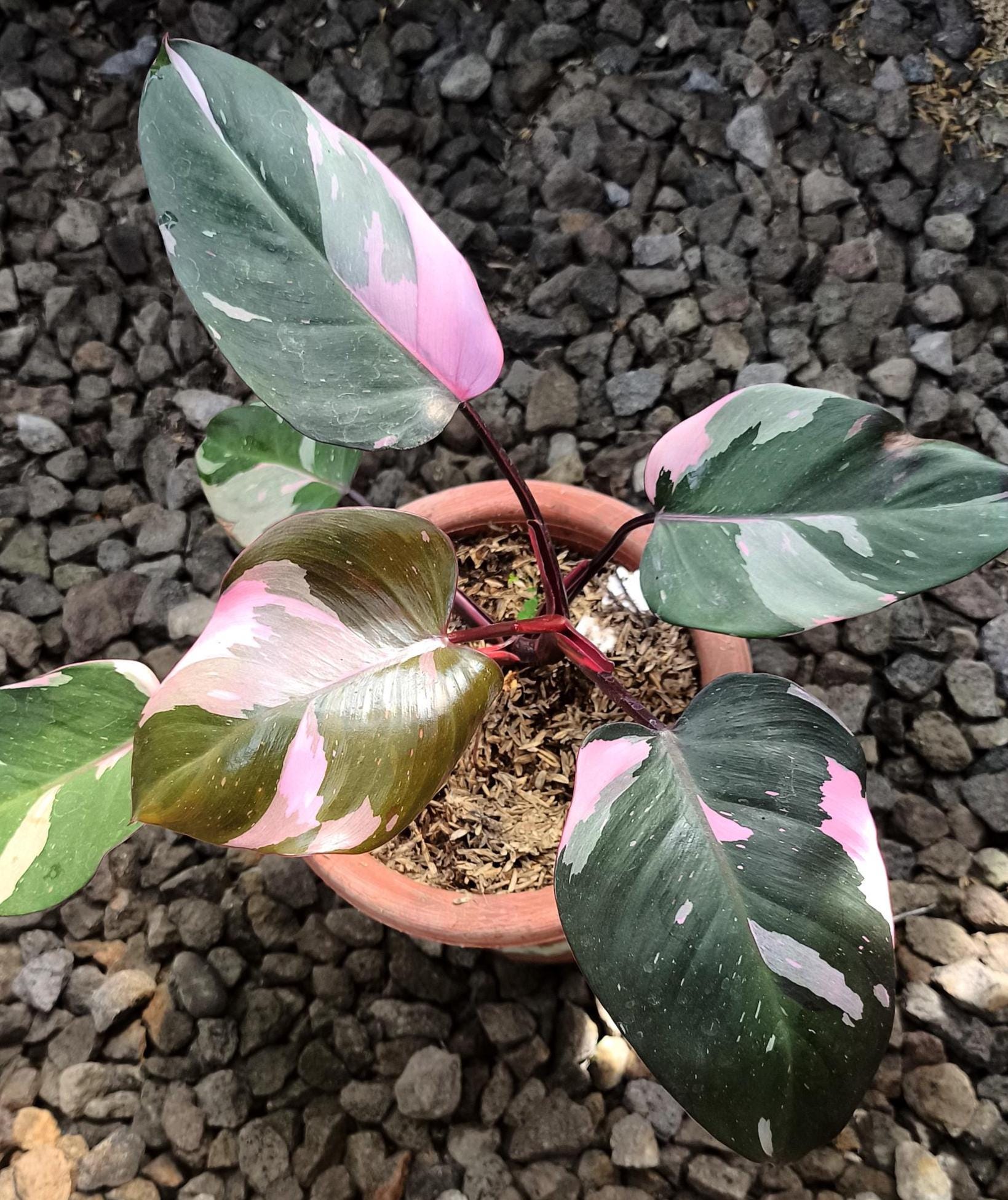 Monstera Pink Princess - Etsy Canada