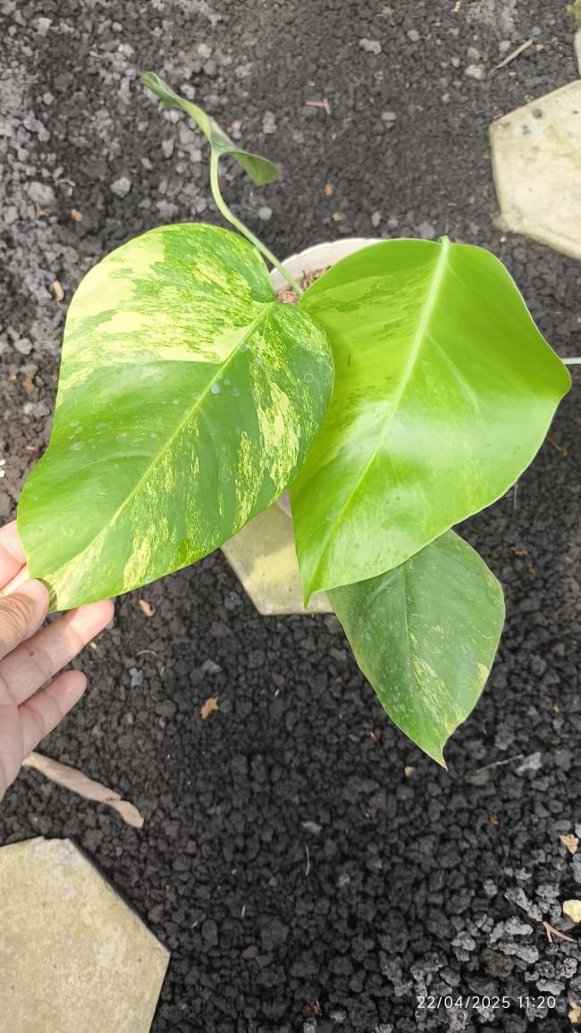 Monstera aurea - Etsy sterreich