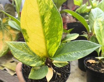 Anthurium jenmanii abigarrado poco común: una exótica planta tropical de interior