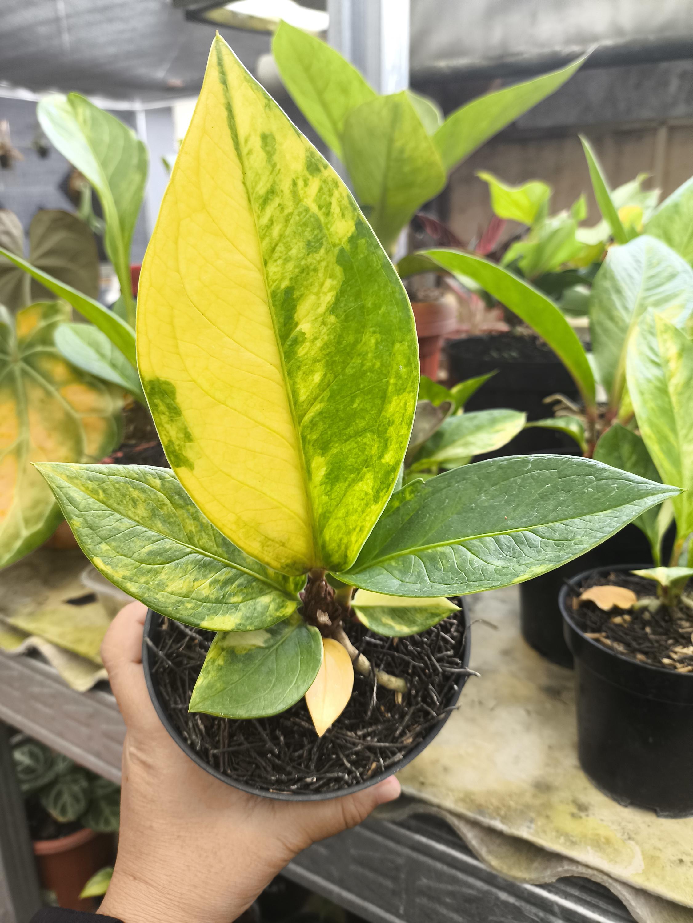 超希少Papillilaminum × Green Mamba班入り