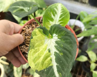 Huevos revueltos de Syngonium raros: Planta de inicio de aráceas variegadas