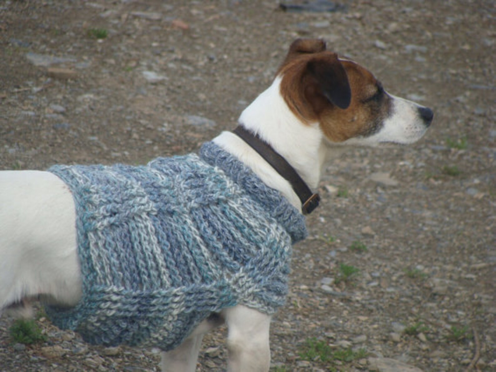 Crochet Pattern for Small Dog Coat Small Dog Size Etsy