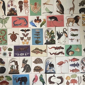 Animalium Postkarten Lucky Dip! Willkommen im Museum Sammler Tierpostkarten| Wähle 5 oder 10| Kunsthandwerk| Säugetiere| Vögel| Wildtiere| Meerestiere