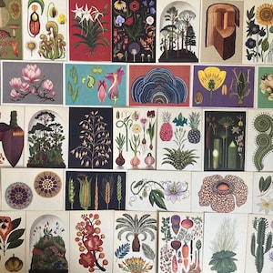 Botanicum Glückliche Dip-Karte! Willkommen im Museum Sammler Botanische Postkarten| Wähle 5 oder 10| Kunsthandwerk| Geschenke| Pflanzen| Natur| Blüten