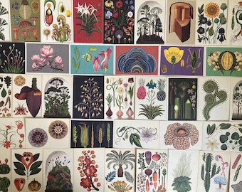 Botanicum Postcards: Collectible Botanical Museum Art Prints - LUCKY DIP!