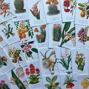 Può includere: Una collezione di illustrazioni botaniche vintage che raffigurano diverse piante e fiori. Le illustrazioni sono stampate su cartoncini bianchi con un bordo blu chiaro. I cartoncini sono disposti in modo casuale, creando un collage visivamente accattivante.
